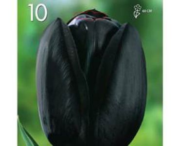 Лале Queen of Night  1оп (10 луковици)